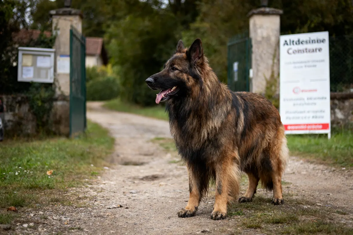 Chien de berger allemand, poil long, debout sur chemin avec fond verdoyant et portail ouvert.