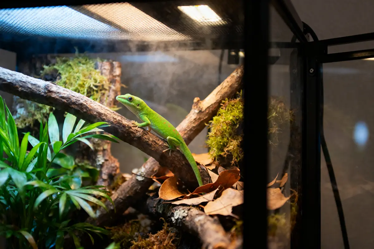 Lézard vert sur branche dans terrarium, feuilles et plantes environnantes, éclairage tamisé.