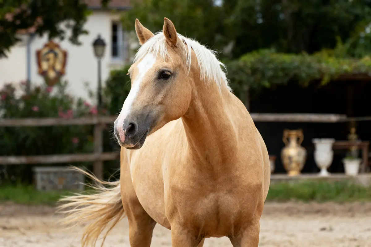 Un cheval palomino se tient dans une cour, entouré de verdure et de poteries.