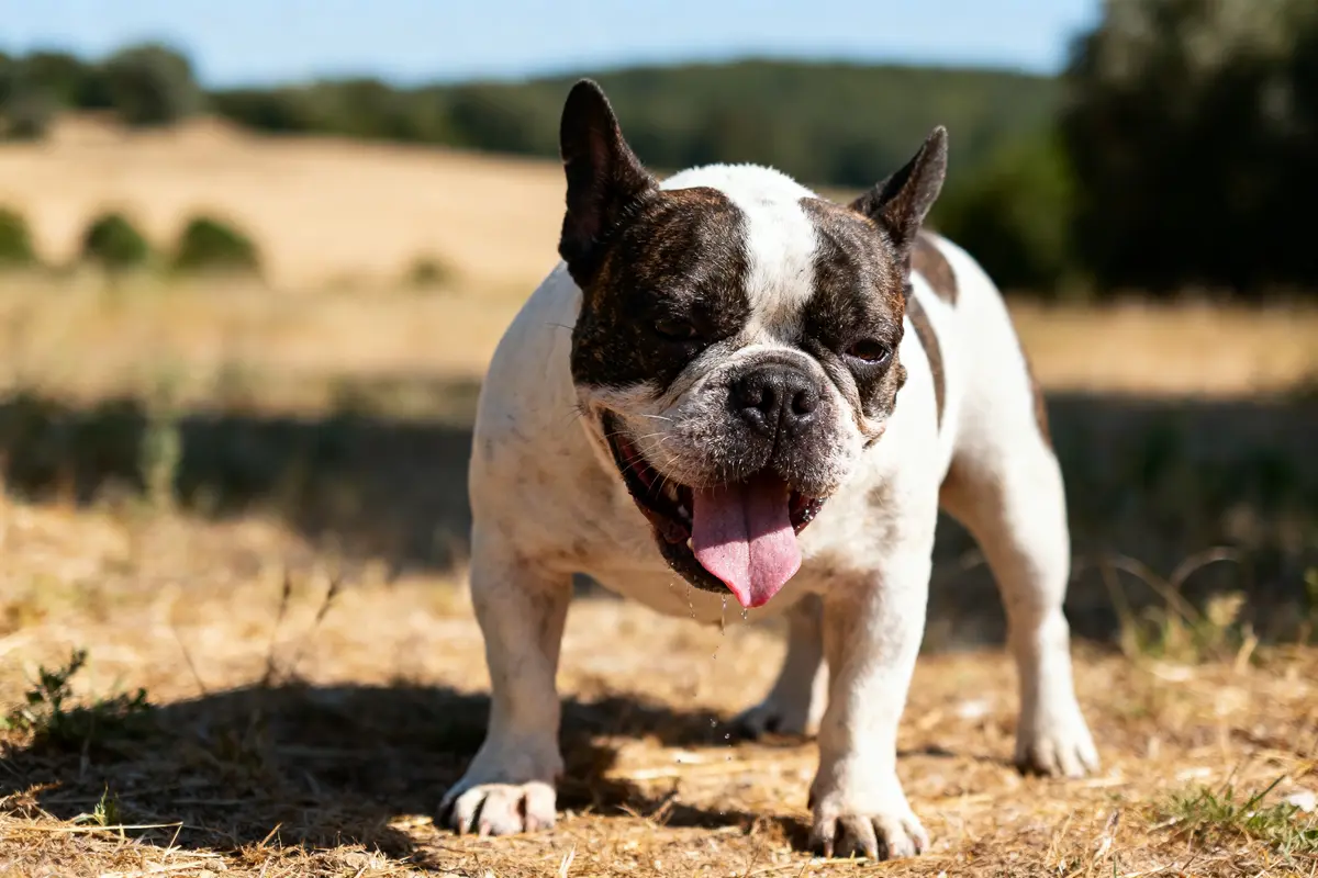 Chien bouledogue marchant dans un champ ensoleillé, langue pendante, arrière-plan avec ciel bleu et arbres.