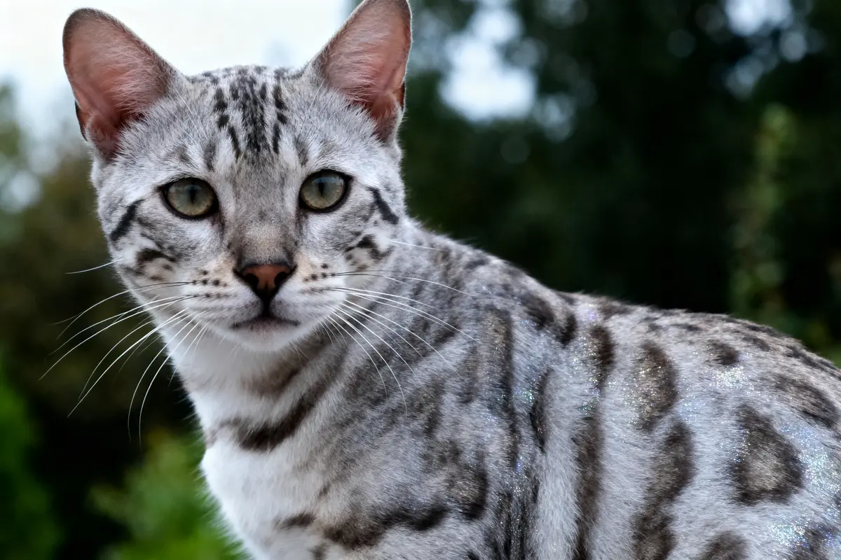 Chat au pelage argenté tacheté, regard vers la caméra, arrière-plan flou vert.