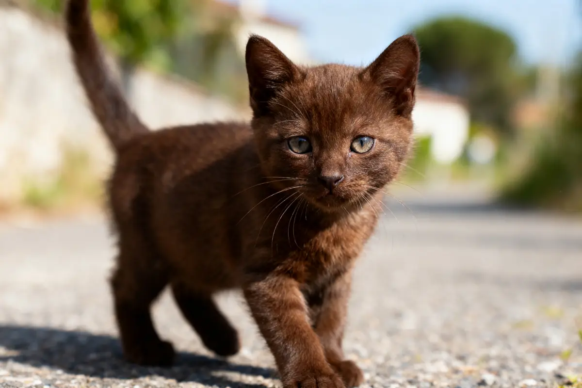 Petit chat brun marchant sur une route ensoleillée, regard attentif et curieux, arrière-plan flou.