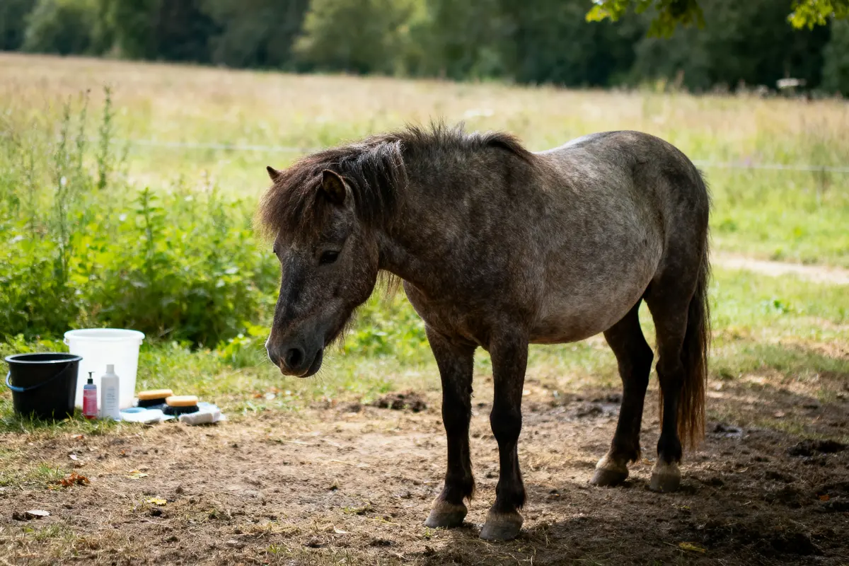 Cheval : Quelle est l’espérance de vie et ses secrets ?