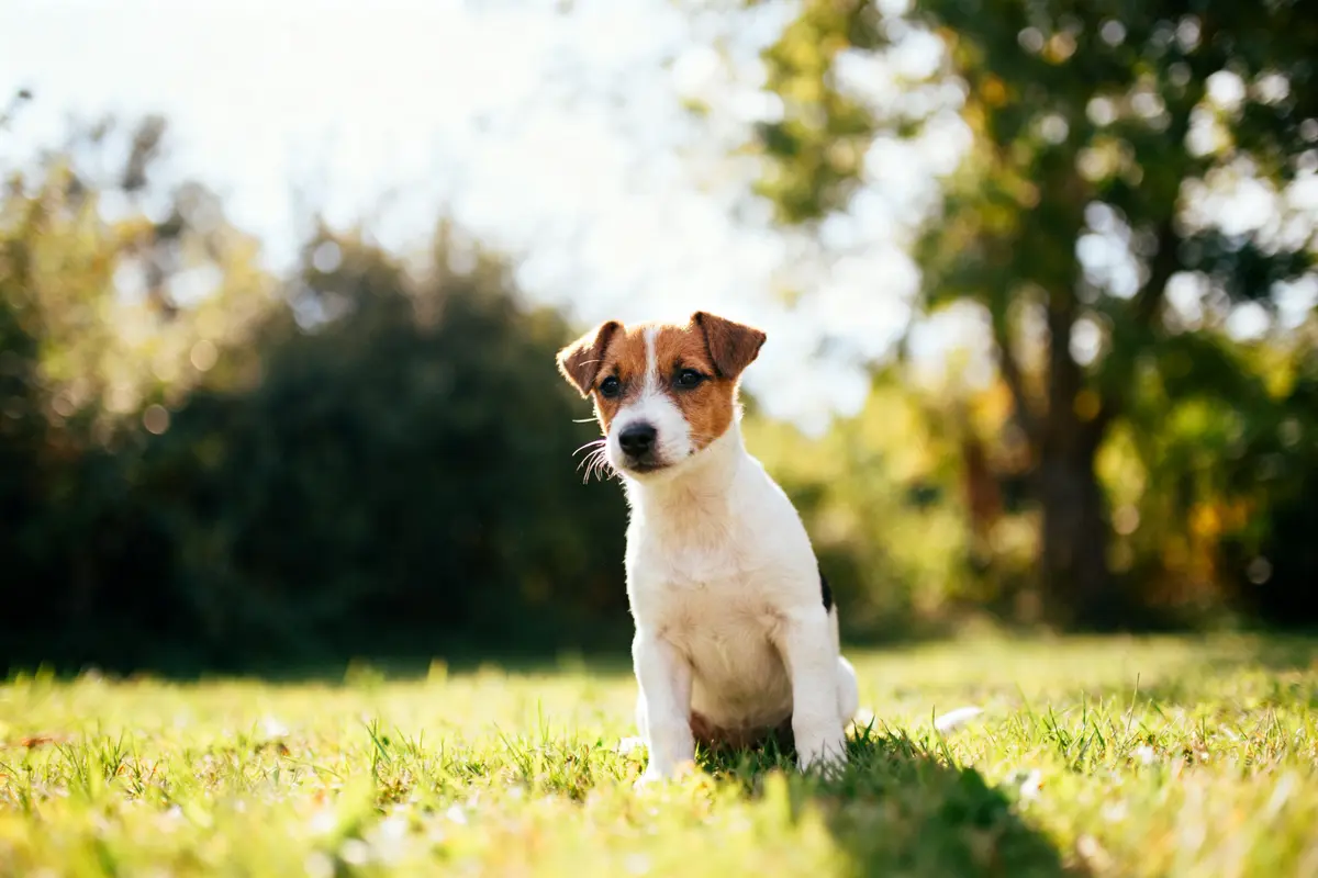 Un chiot Jack Russell assis dans l'herbe verte, éclairé par la lumière du soleil.