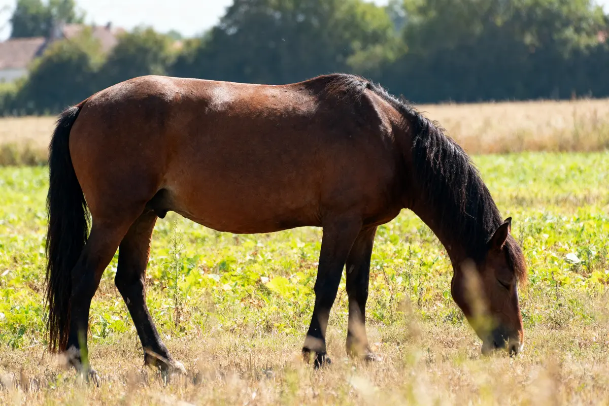 Comment dort le cheval : Debout ou couché pour son bien-être ?