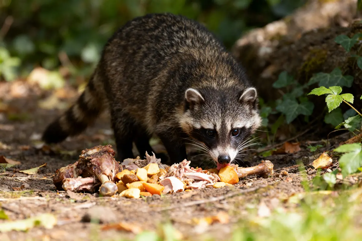 Raton laveur mangeant des restes, illustrant la durée de vie du furet en nature