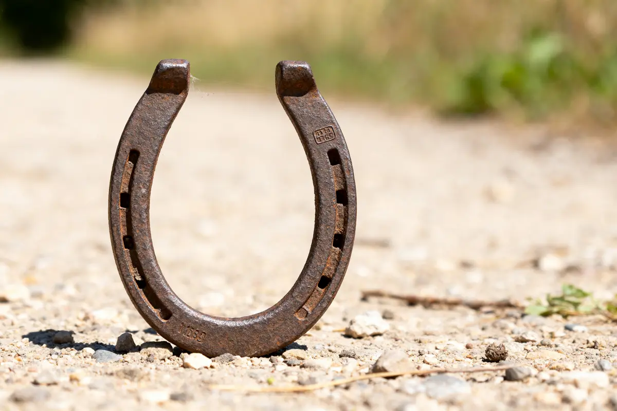 Fers chevaux : types, usages et ferrures innovantes