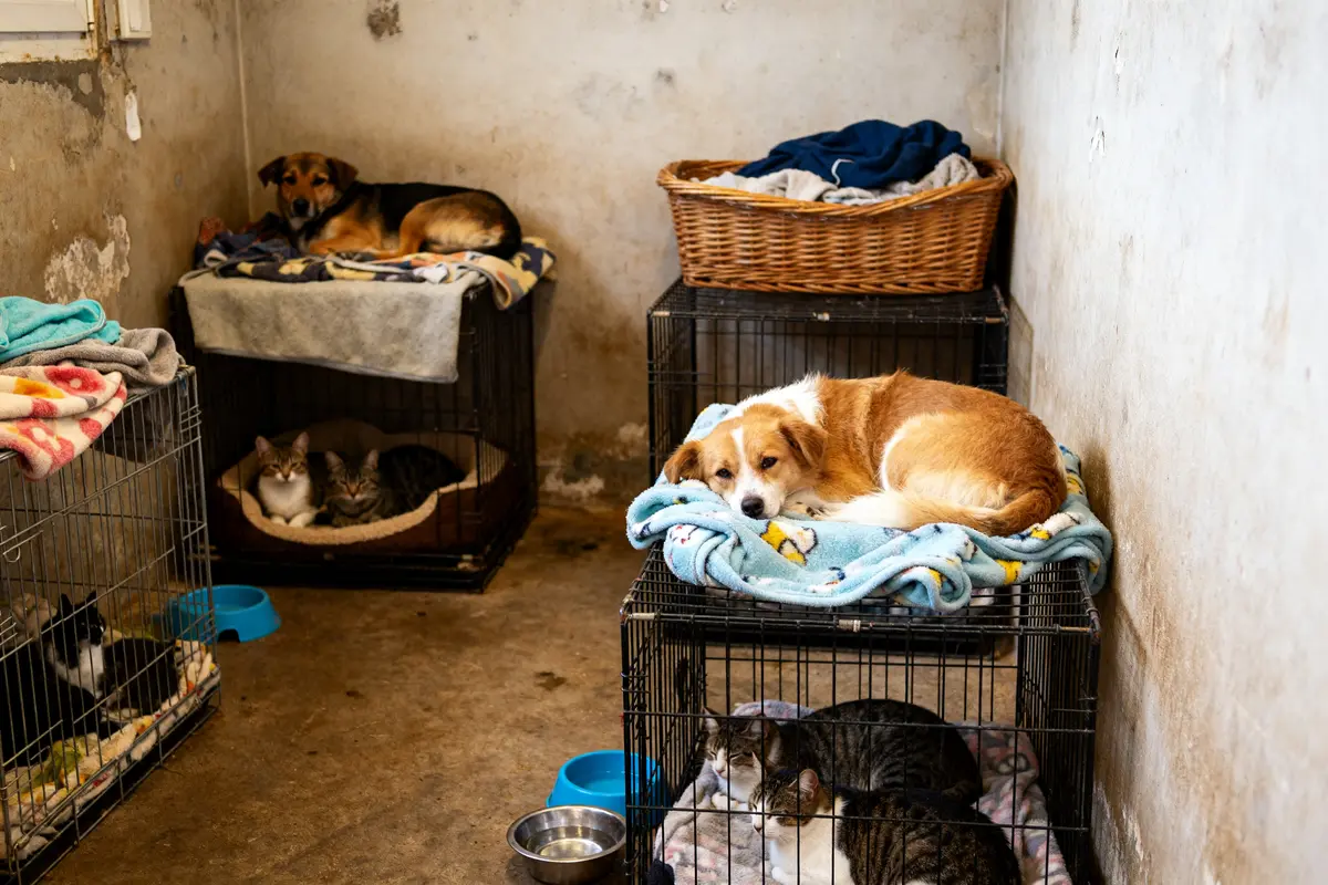 La société protectrice des animaux : SPA refuge de Compiègne