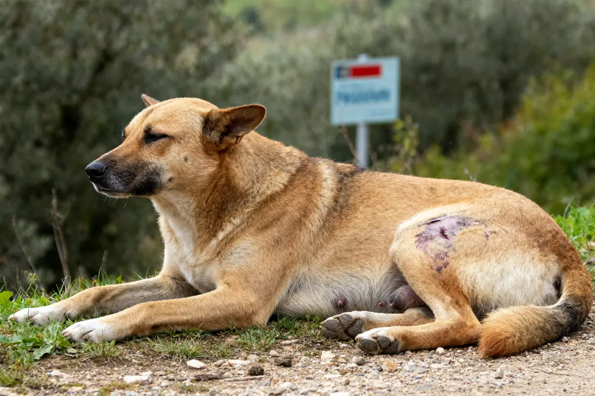 Chien allongé sur sol avec plaie, possible signe de parasites intestinaux chez le chien