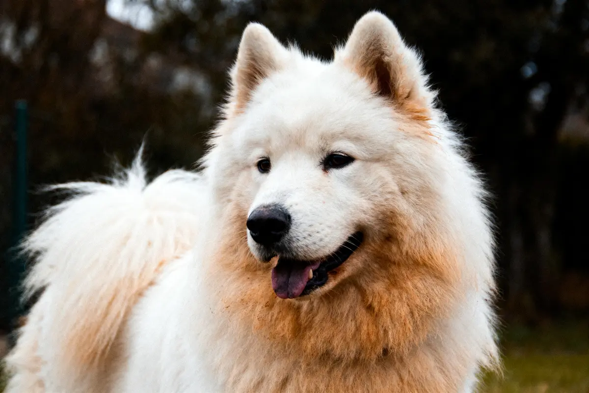 Chien Samoyède blanc en extérieur, regardant vers la gauche, pelage épais, fond flou, ciel terne.