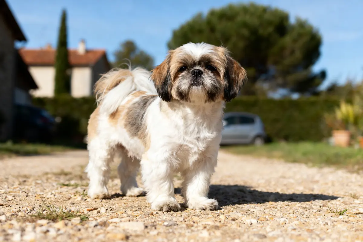 Petit chien Shih Tzu debout sur un chemin de terre, maisons floues en arrière-plan.