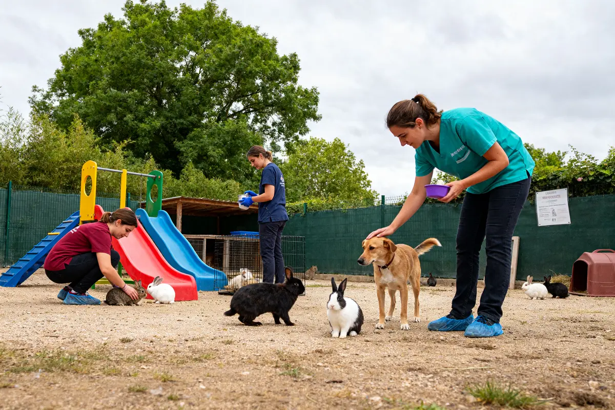 Société protectrice des animaux à Angers : adoption &amp; refuges 🐾