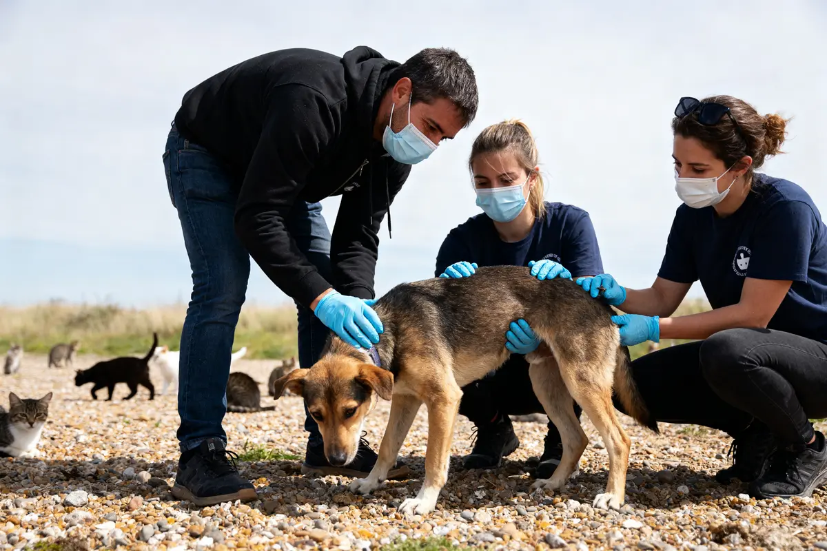 Société protectrice des animaux à Calais : refuge et soins