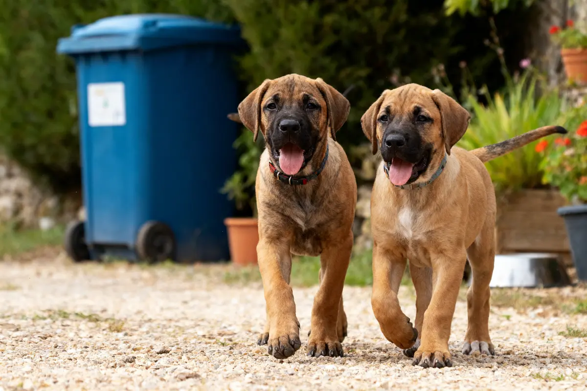 Tosa Pups : Guide complet sur cette race japonaise !