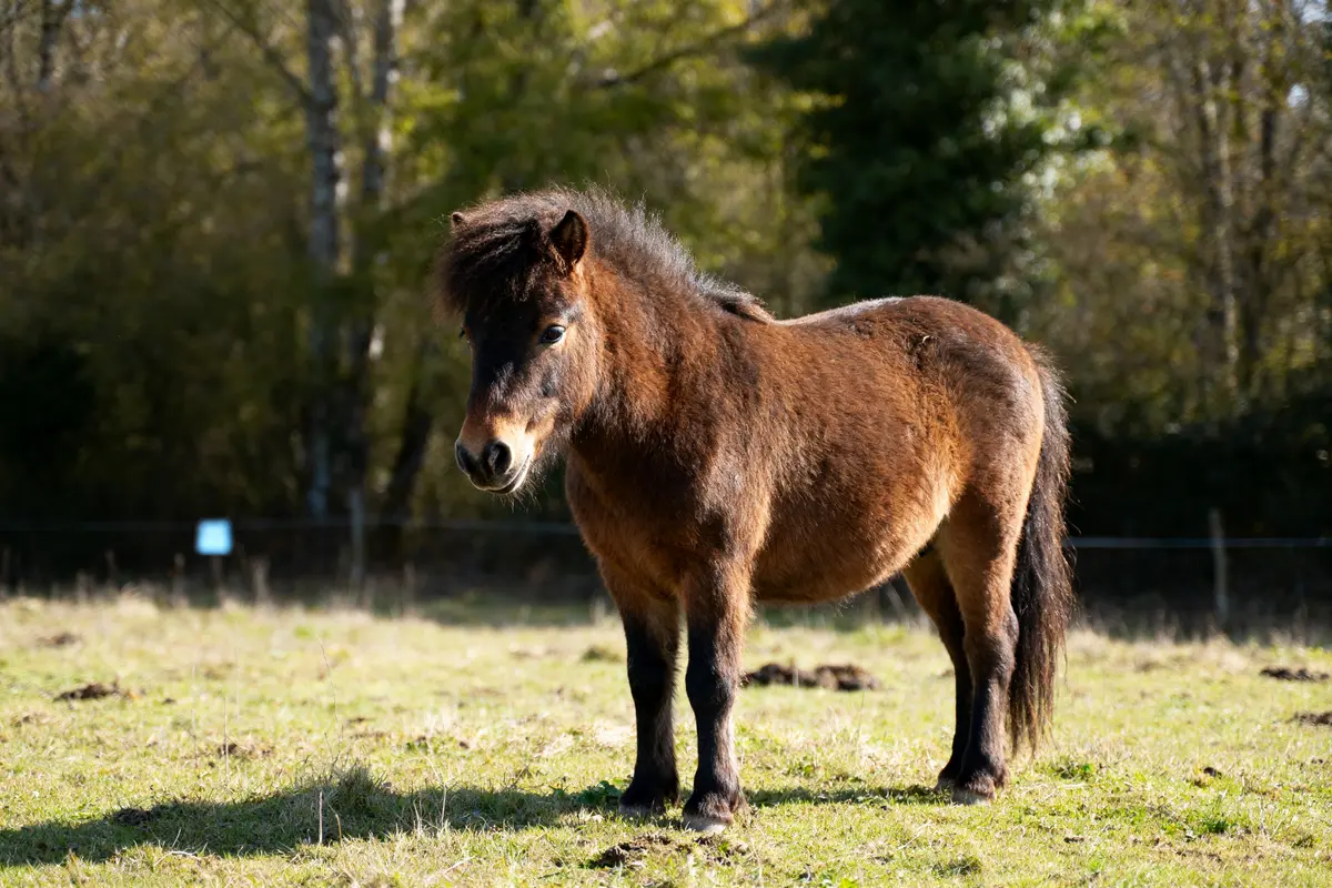 Welsh Mountain Pony : origines, caractéristiques et élevage