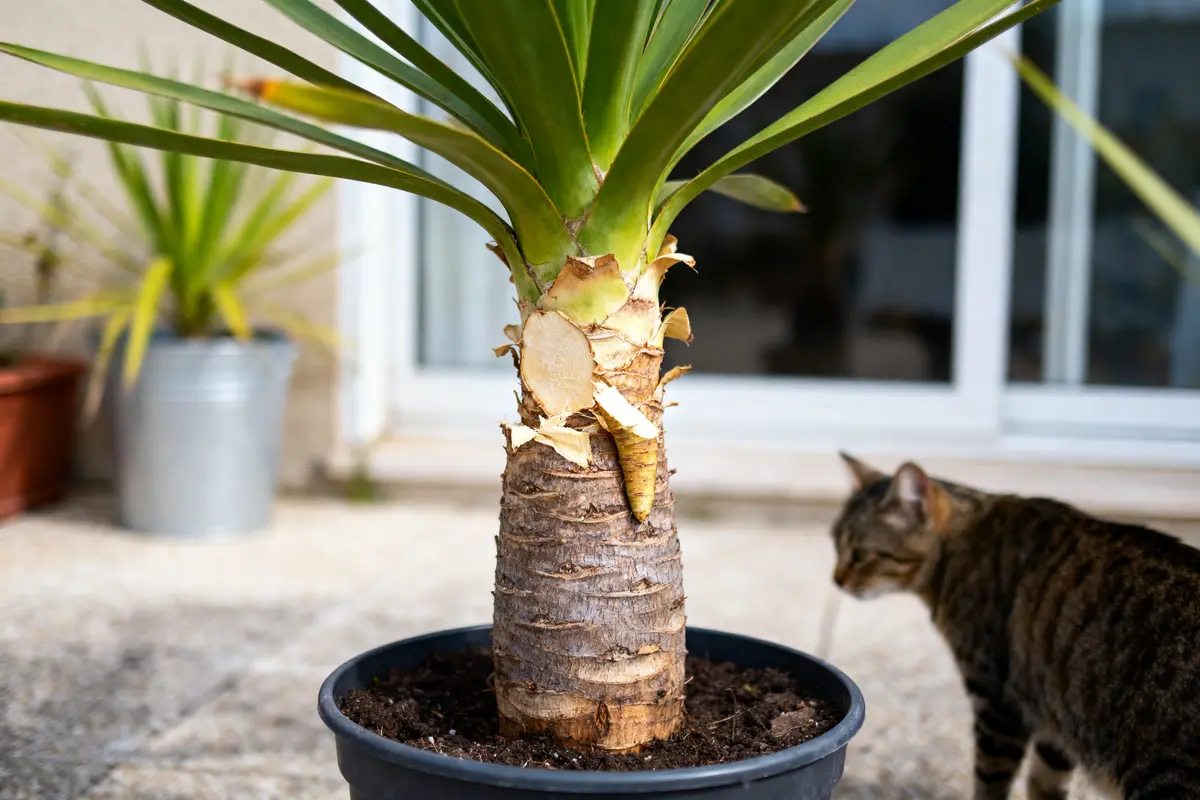 Plante en pot avec un tronc abîmé et un chat curieux en arrière-plan. Terrasse en extérieur.