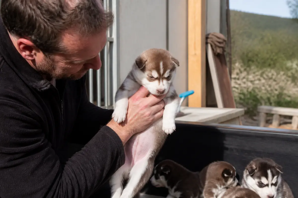 Éleveur d'Alaskan Huskies tenant un chiot dans un enclos extérieur.