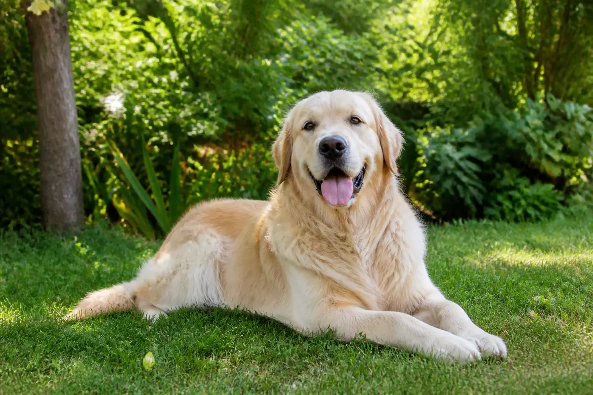 Chien allongé sur l'herbe, heureux, idéal pour assurance animaux chez Assurance Au Poil