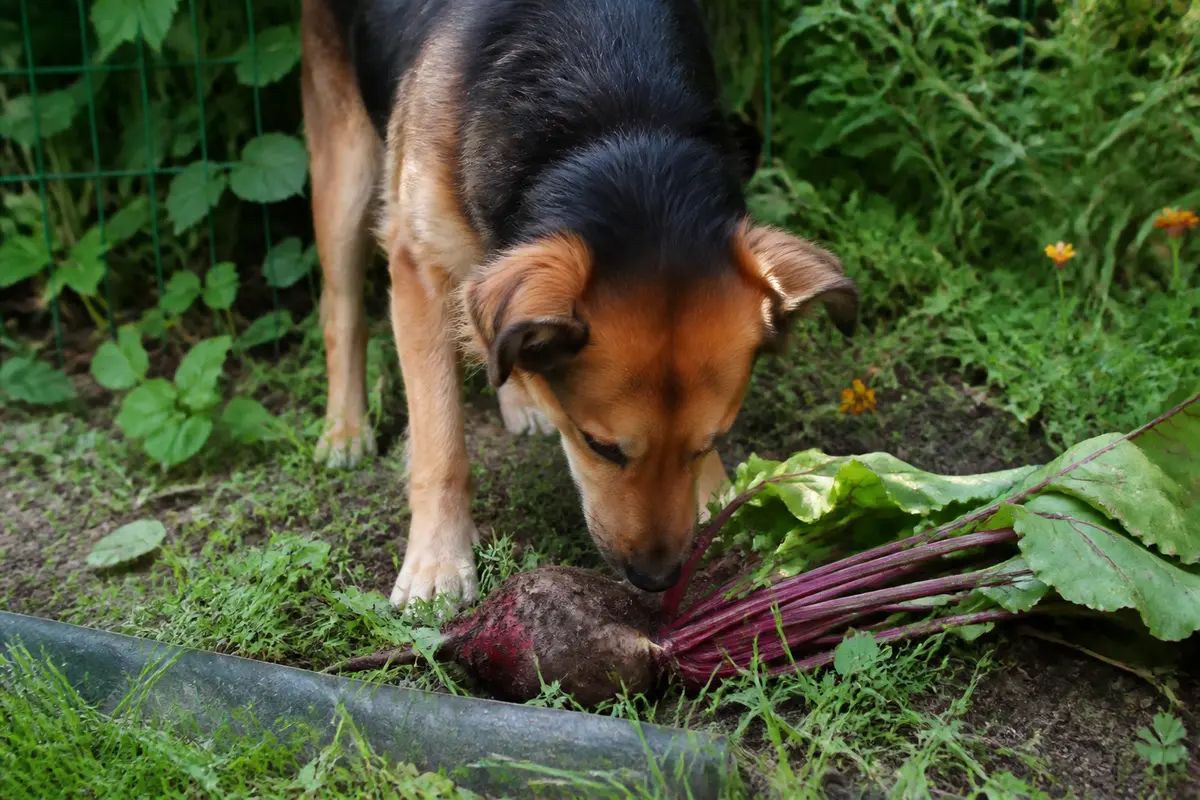 Betterave et chien : bienfaits, risques et conseils Ă savoir