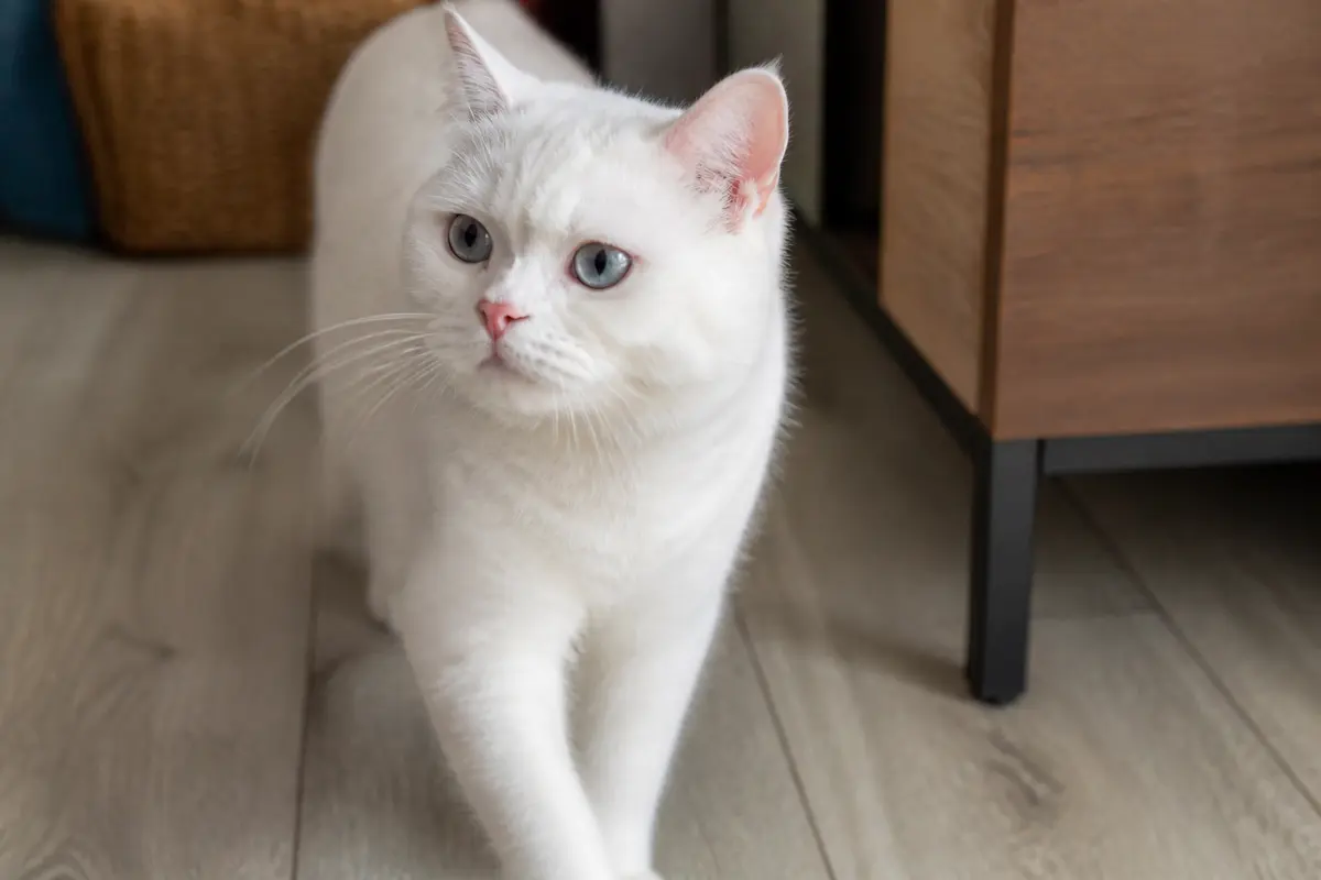 Chat british shorthair blanc aux yeux bleus, marchant sur un sol en bois clair