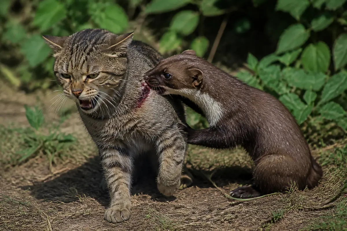 Chat et fouine : Danger pour mon chat ou simple rencontre ?