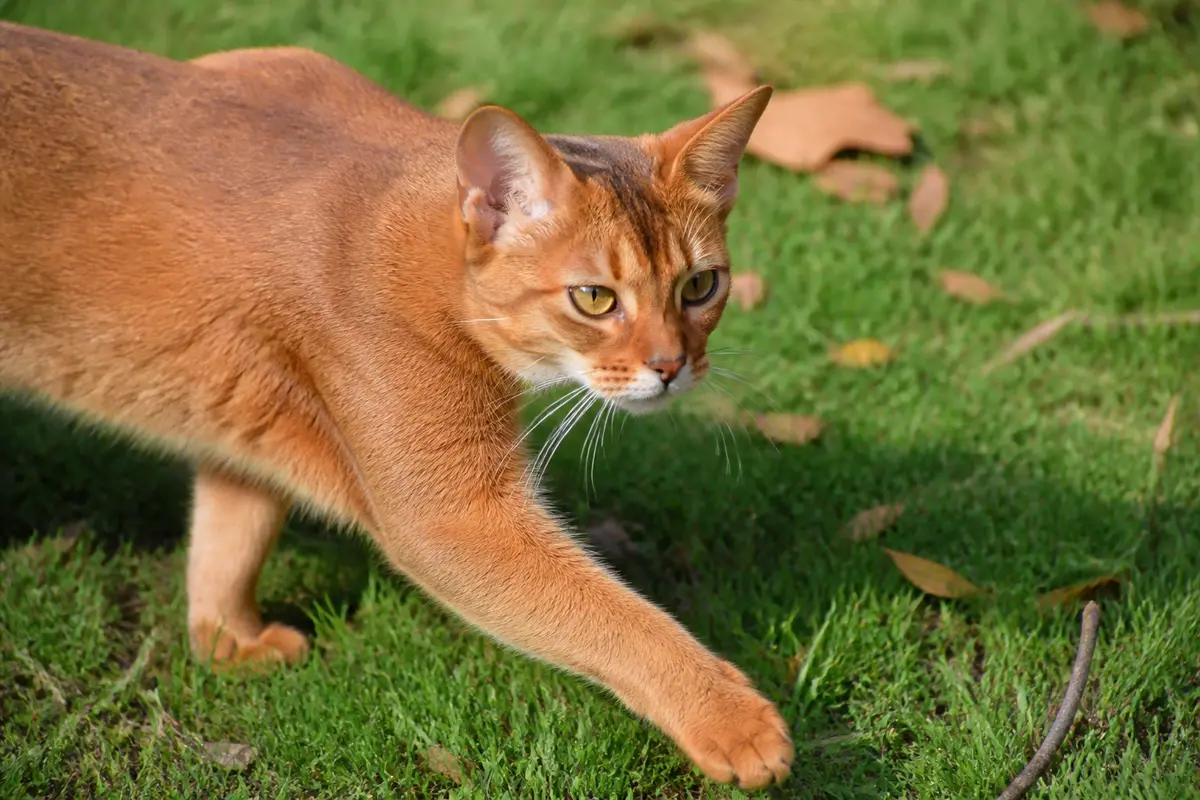 Chat somali fauve : caractère, soins et élégance unique