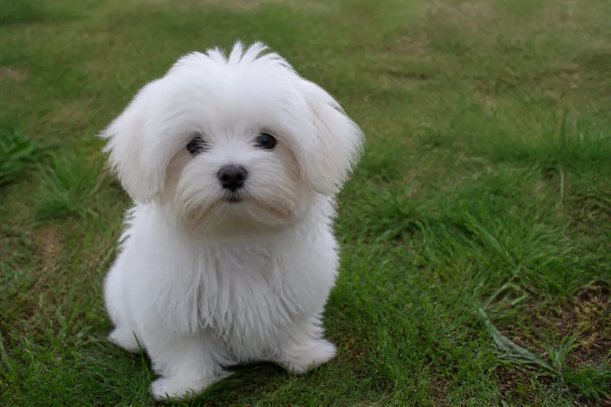 Adorable chiot bichon maltais blanc à donner gratuitement sur l'herbe verte du jardin