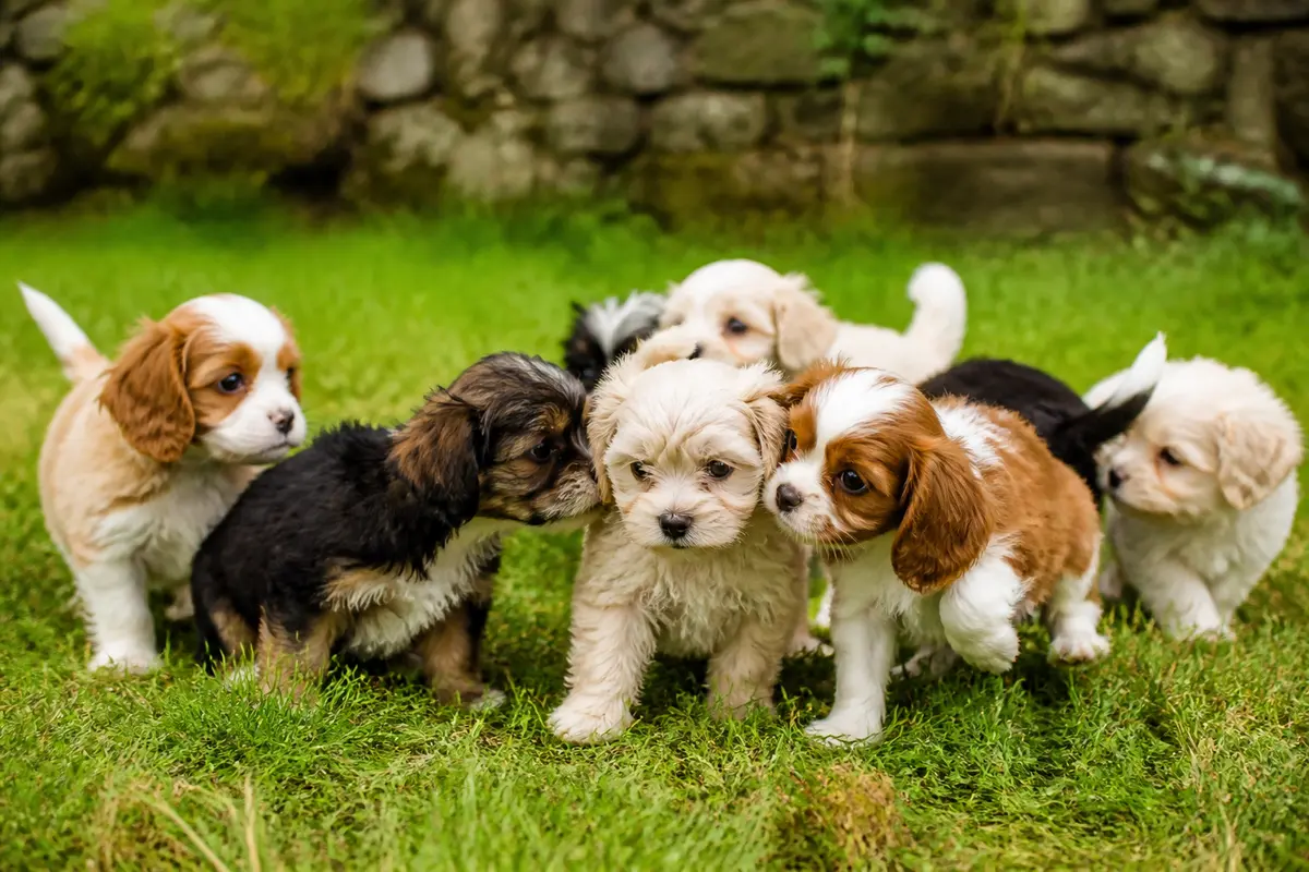 Adorables chiots disponibles gratuitement près de Quimper sur l'herbe verte d'un jardin