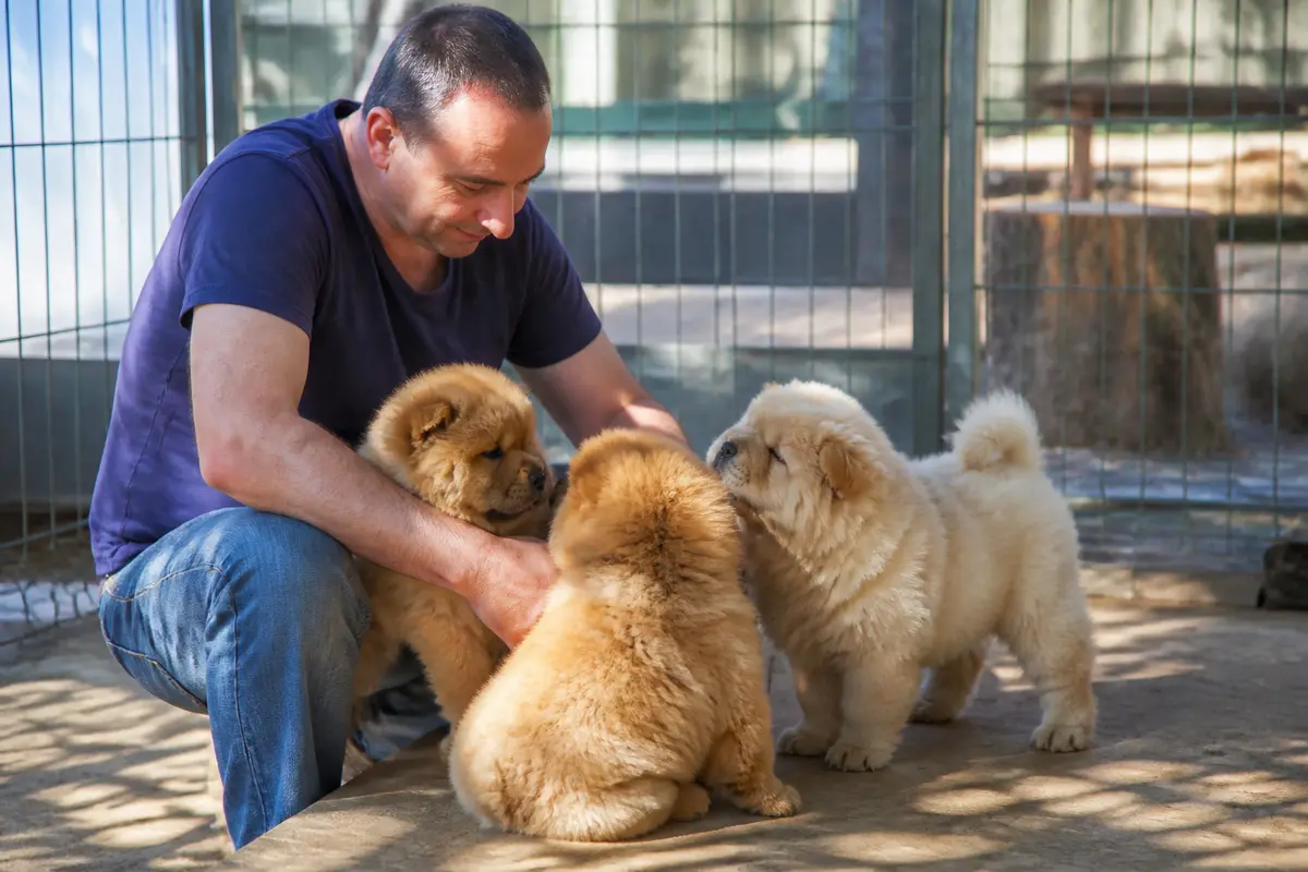 Éleveur jouant avec trois chiots chow-chow dans un enclos extérieur lumineux