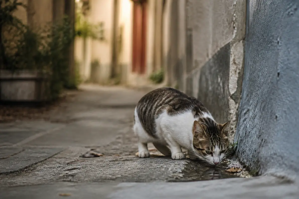 Combien de temps peut vivre un chat perdu : Guide et conseils
