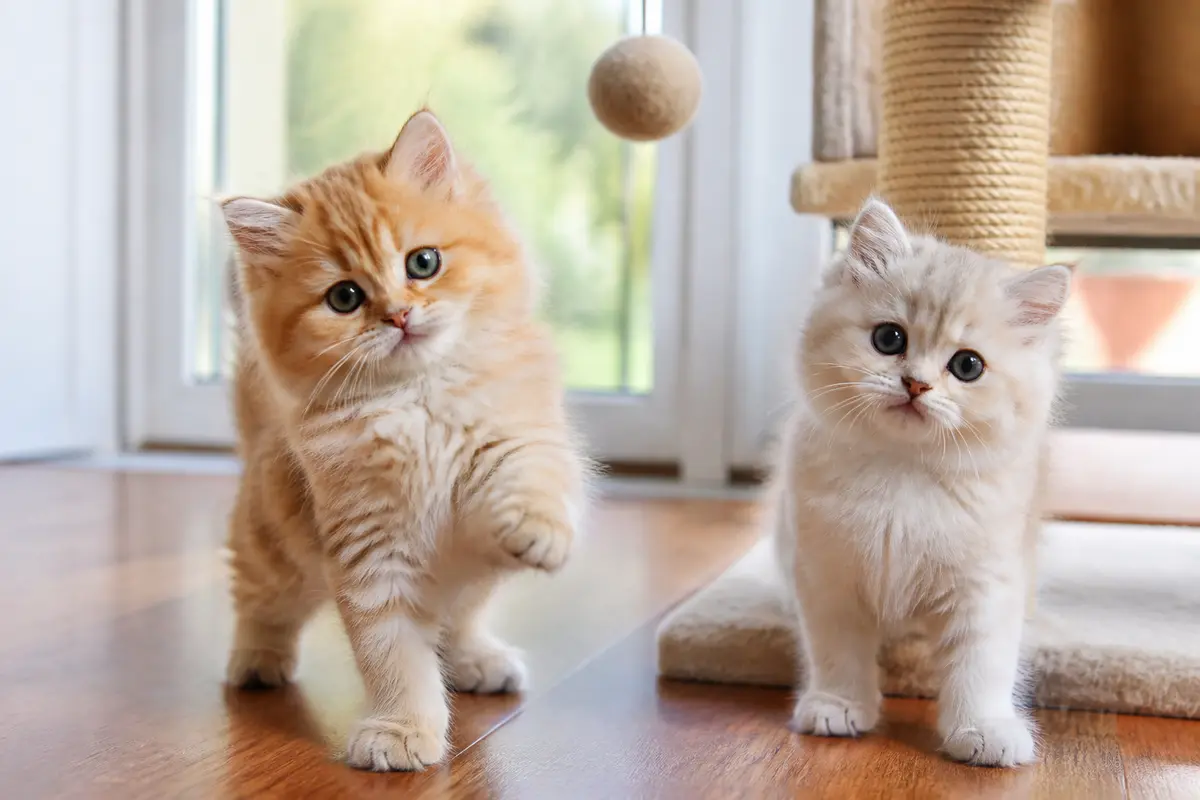 Deux chatons persans à donner jouent près d'un arbre à chat en intérieur