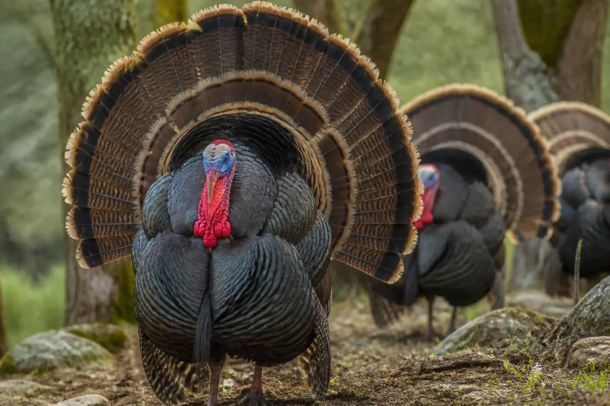Deux dindons royaux majestueux affichent leurs plumes colorées en pleine nature boisée