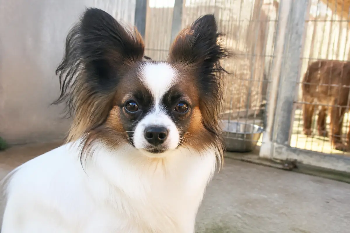 Épagneul papillon à donner : Où adopter un chien idéal ?