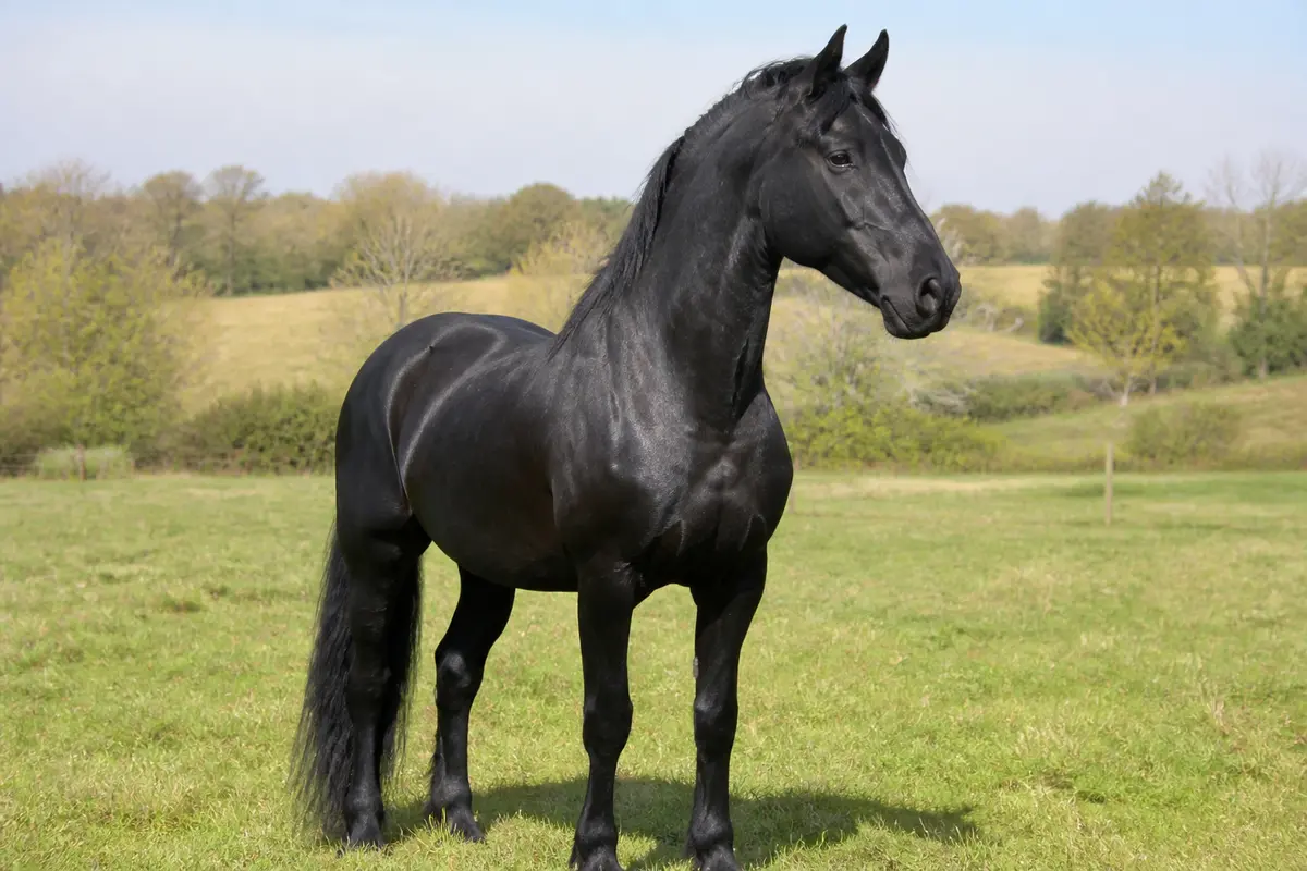 Equine name : Trouvez le nom parfait pour votre cheval