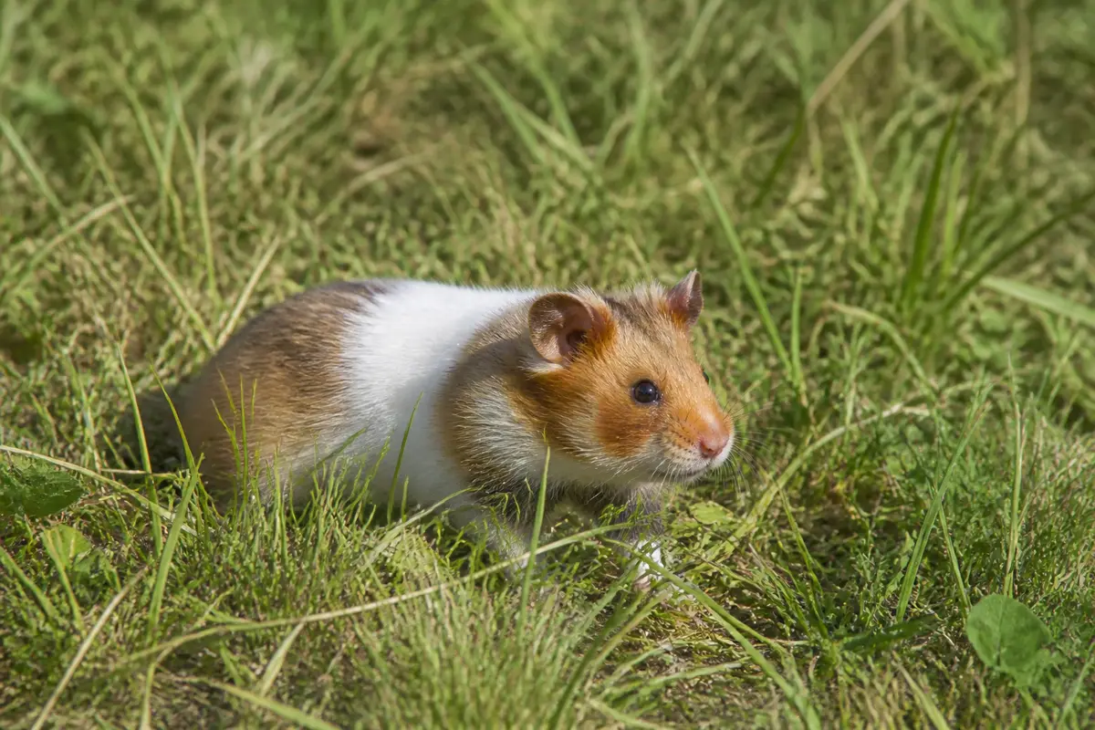 Hamster syrien marchant sur l'herbe verte, observant son environnement attentivement