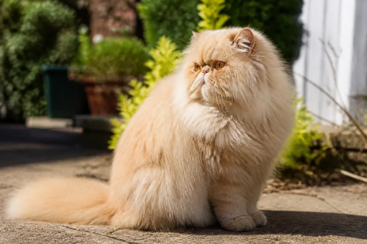 Chat persan assis dans un jardin en Iran sous le soleil éclatant