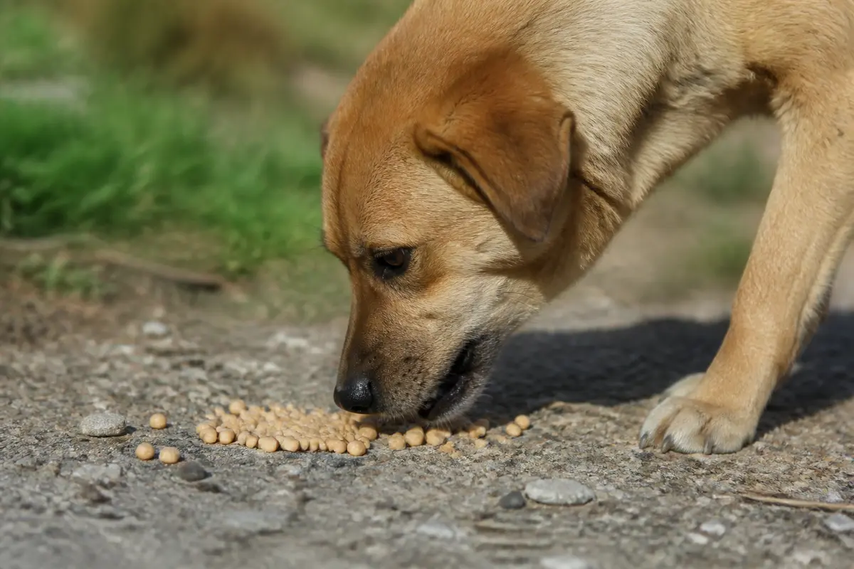 Pois chiche pour chien : bienfaits, risques et alimentation