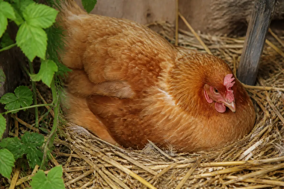 Poule couvant ses œufs dans un nid de paille entouré de feuilles vertes