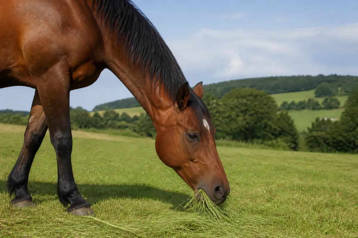 Cheval brun broutant de l'herbe dans un pré, illustrant ce que mangent les chevaux