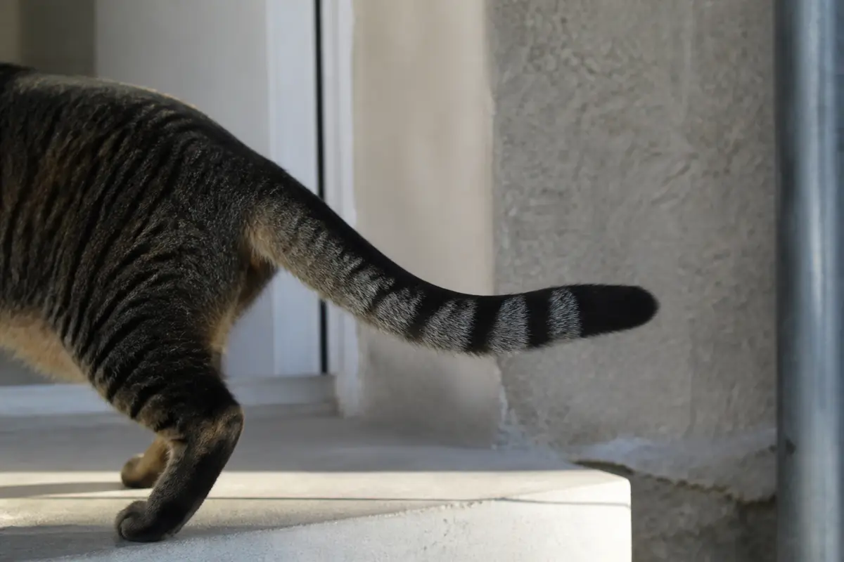 Queue du chat : Que veulent dire ses mouvements et postures ?
