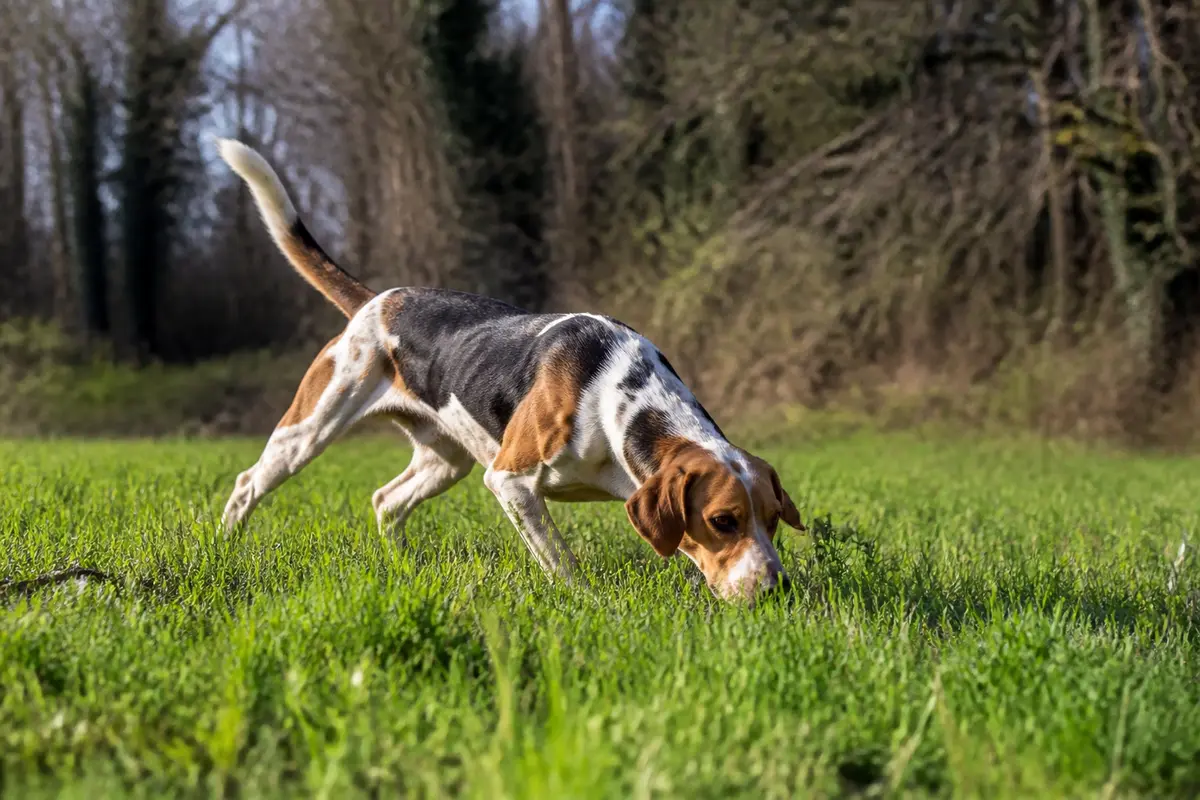 Chien reniflant dans l'herbe verte qui représente un foxhound en pleine nature