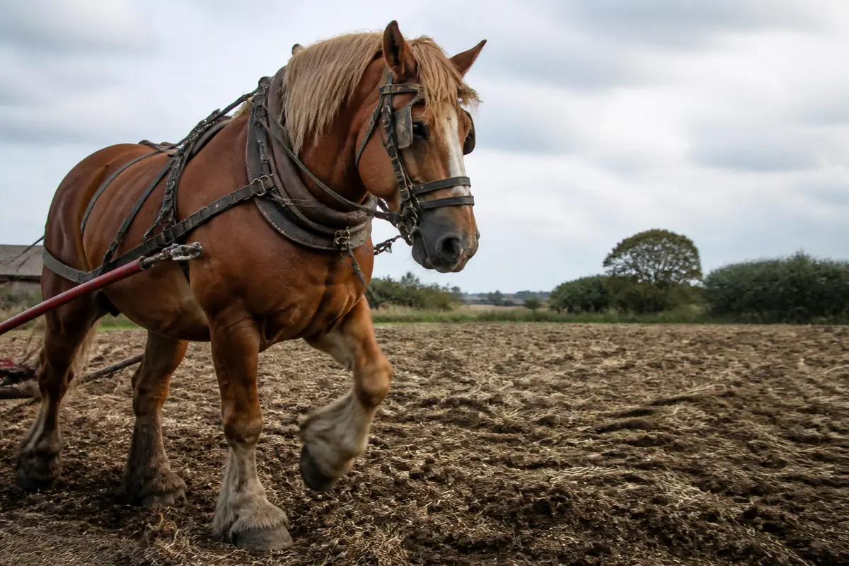 Race de cheval : guide des principales races et aptitudes