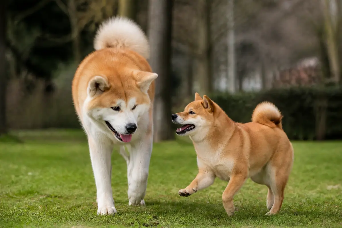Deux chiens japonais jouent dans l'herbe, illustrant une race de chien originaire du Japon