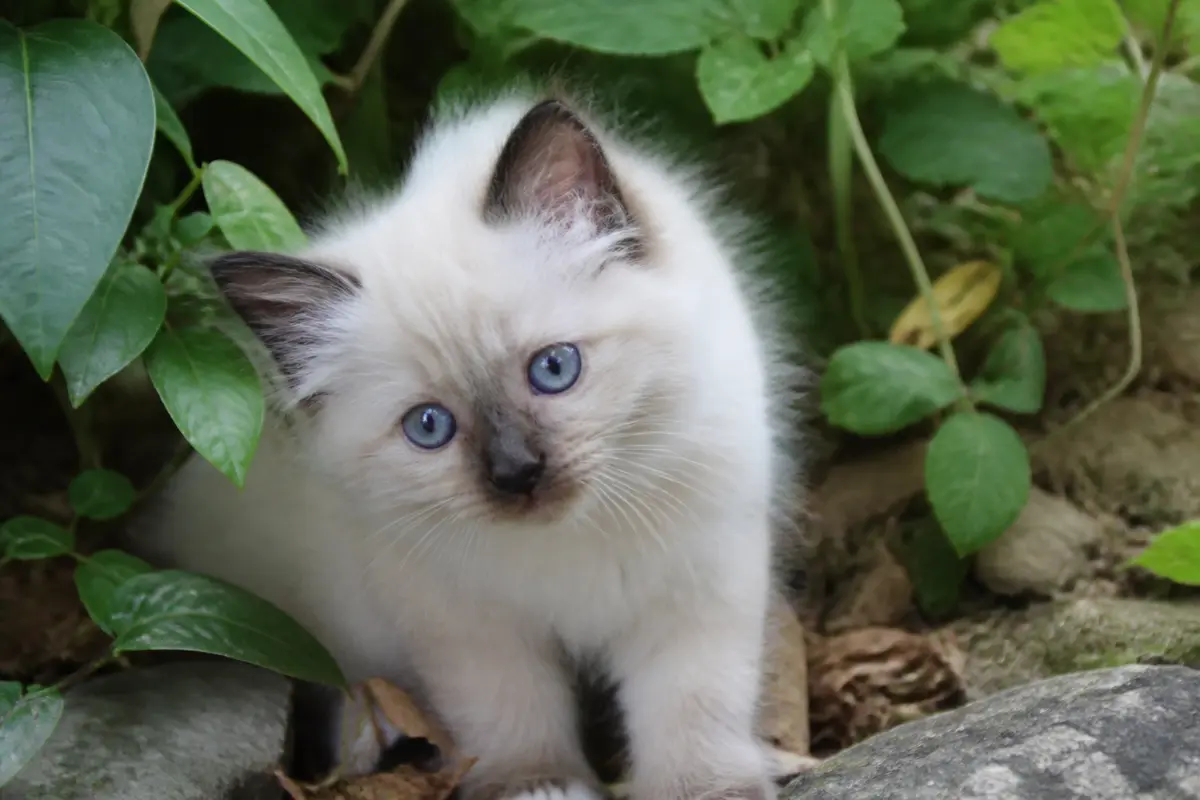 Prix chaton sacré de Birmanie : Quel budget et conseils santé ?
